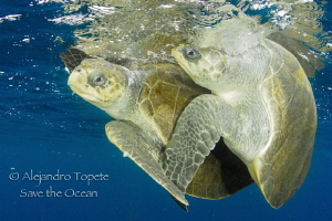 Turtle Mate, Puerto Vallarta Mexico by Alejandro Topete 